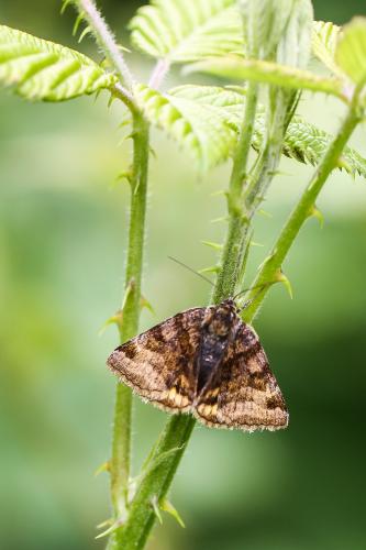 Euclidia glyphica